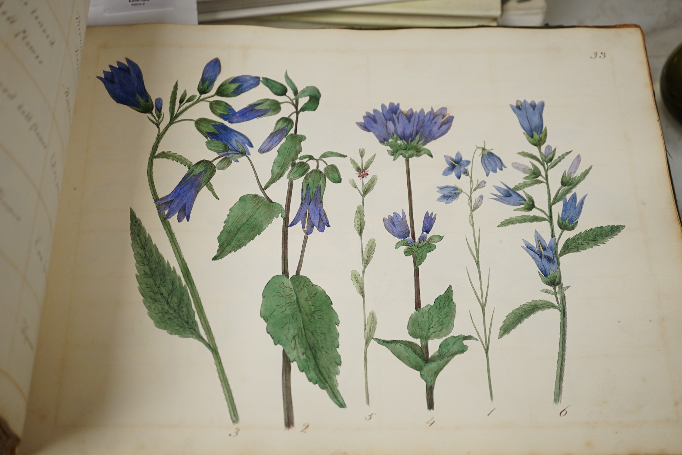 An early 19th century sketch book - wild birds and flowers, all indexed and described